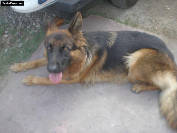 La foto del perro