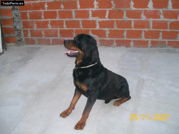 La foto del perro