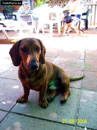 La foto del perro
