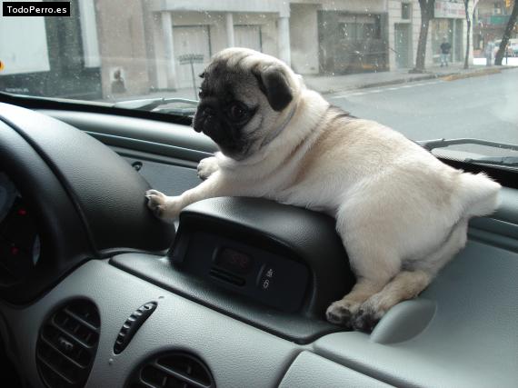 La foto del perro