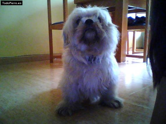 La foto del perro