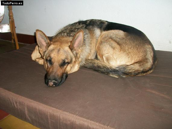 La foto del perro