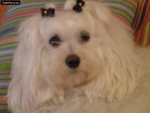 La foto del perro