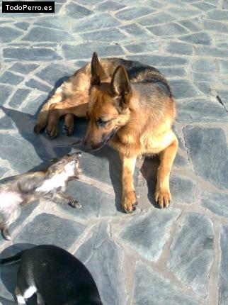 La foto del perro