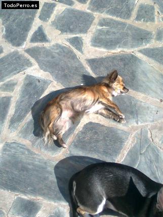 La foto del perro
