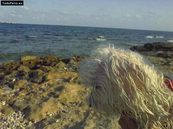 La foto del perro