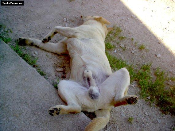 La foto del perro