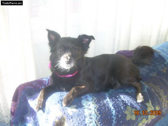 Foto del perro Handi