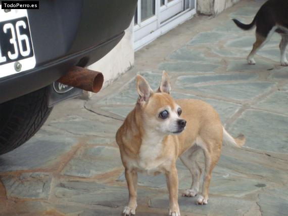 La foto del perro