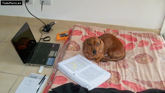 La foto del perro