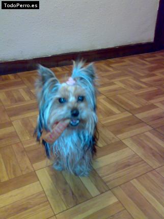 La foto del perro