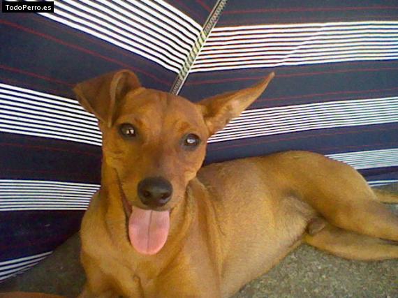 Foto del perro Budy