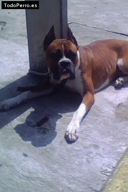 La foto del perro