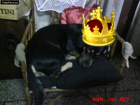 La foto del perro