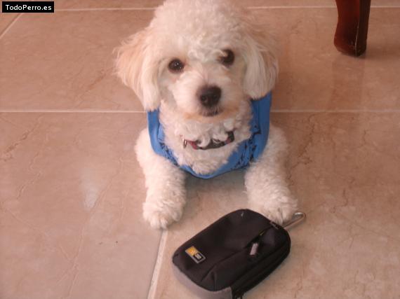 La foto del perro