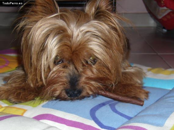 La foto del perro