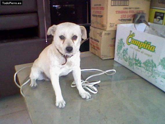 La foto del perro