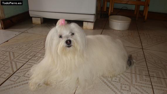 La foto del perro