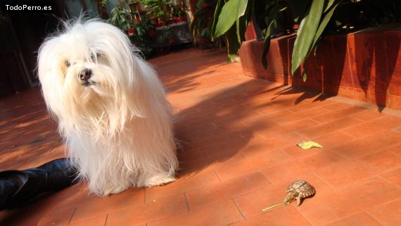 La foto del perro