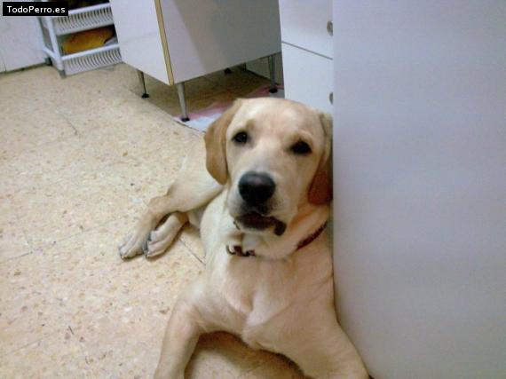 La foto del perro