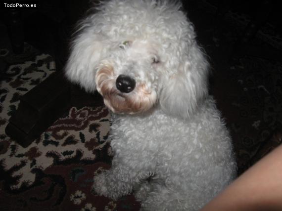 La foto del perro