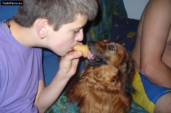 La foto del perro