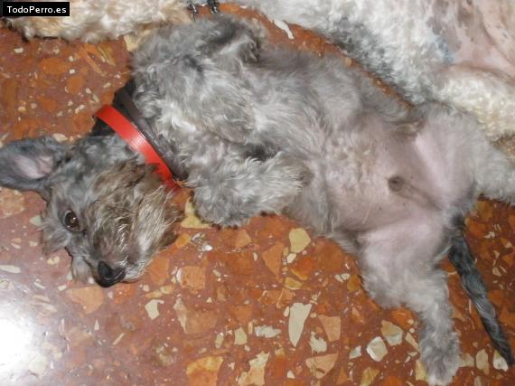 La foto del perro