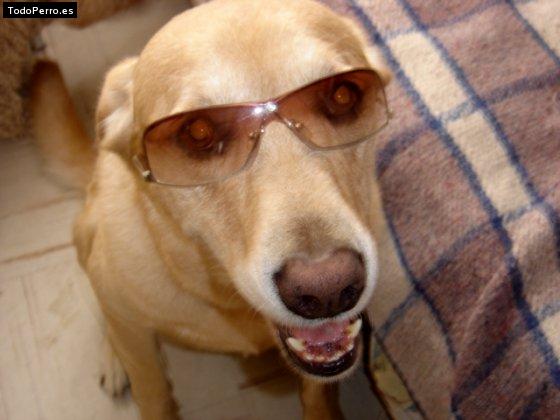 La foto del perro
