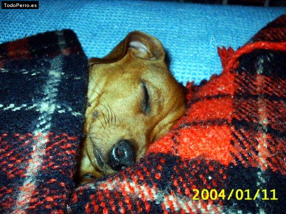 La foto del perro