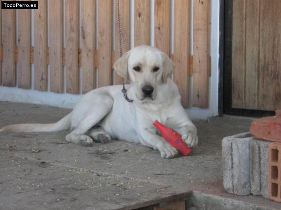 La foto del perro