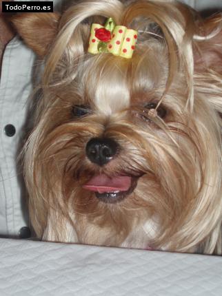 La foto del perro