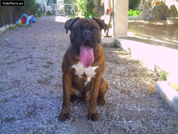 La foto del perro