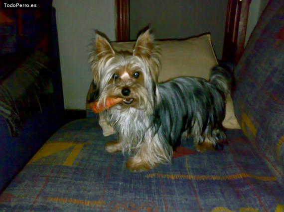 La foto del perro