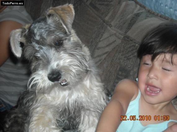 La foto del perro
