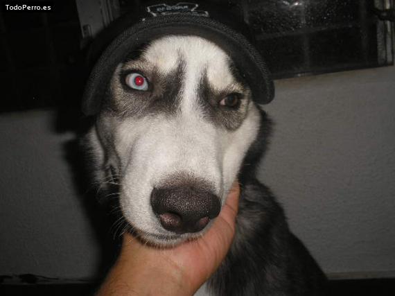 La foto del perro