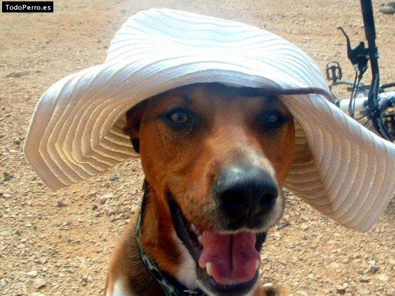 La foto del perro
