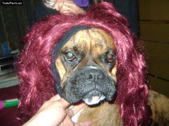 La foto del perro
