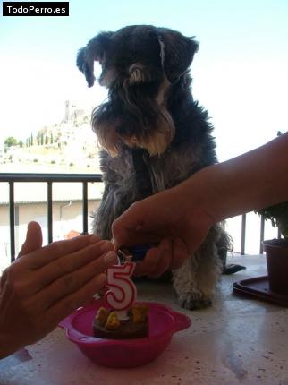 La foto del perro