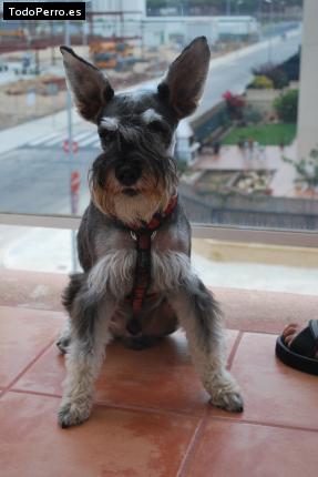 La foto del perro