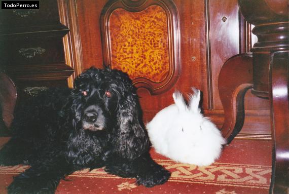 La foto del perro