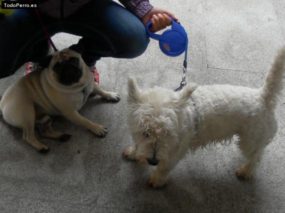 La foto del perro