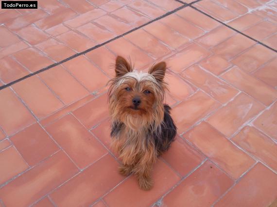 La foto del perro