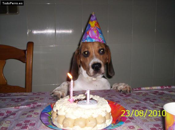 La foto del perro