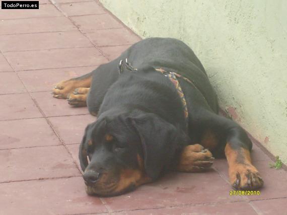 La foto del perro