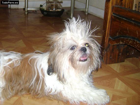 La foto del perro