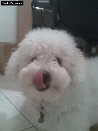 La foto del perro