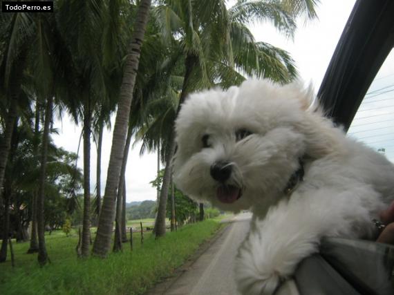 La foto del perro