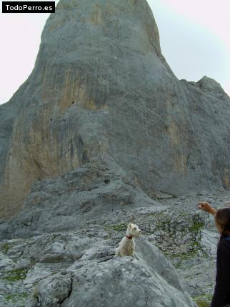 La foto del perro