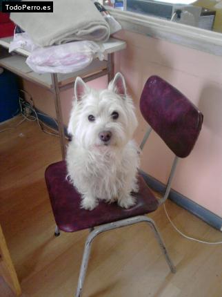 La foto del perro