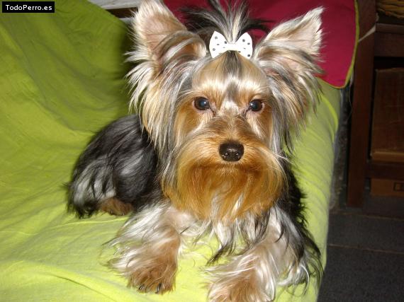 La foto del perro